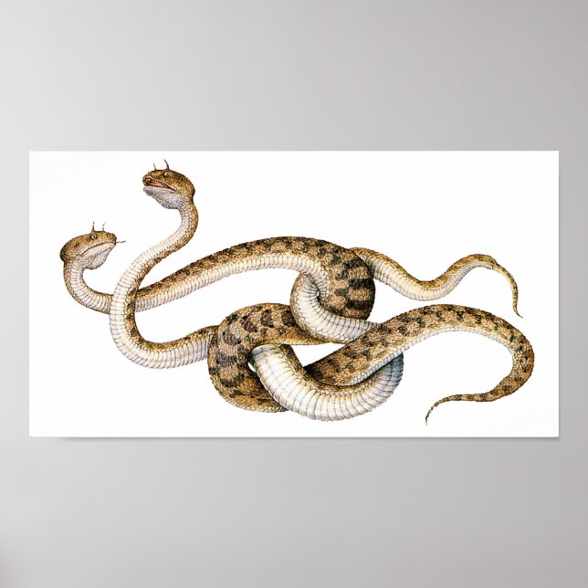 Póster Vipers Cavalos (Frente)