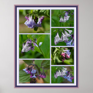 Poster Virginia Bluebells Wildflorls