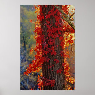 Póster Virginia Creeper vermelho vivo no outono