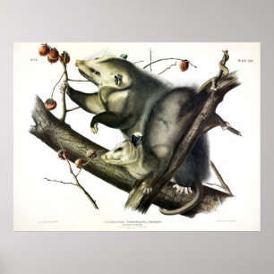 Poster Virginian Ogambm (Didelphis Virginiana) por Audubo