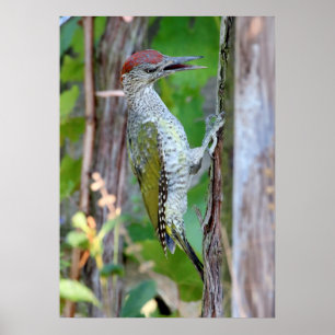 Poster Viridis do Picus
