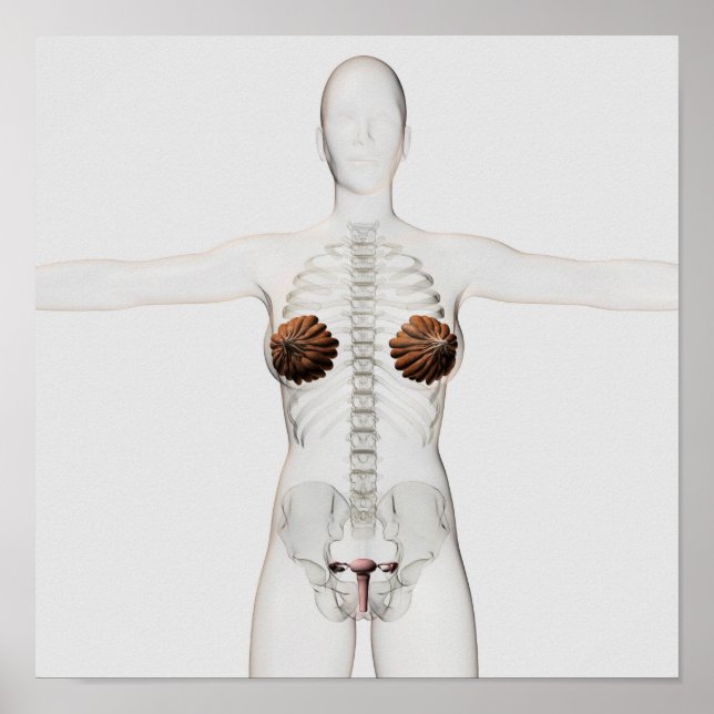 Póster Visão 3D Do Sistema De Reprodução Feminino (Frente)