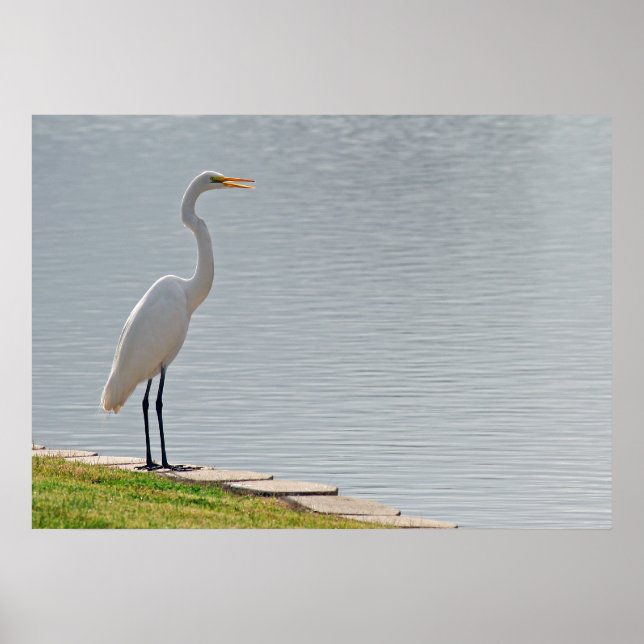 Poster "Visão de Egret" (Frente)