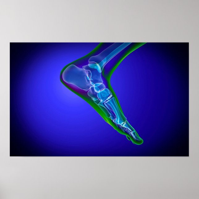 Póster Visão De Raios X Do Pé Humano 1 (Frente)