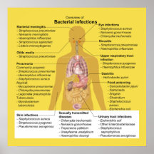 Visão geral das Infecções Bacterianas