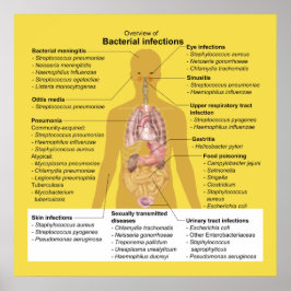 Póster Visão geral das Infecções Bacterianas