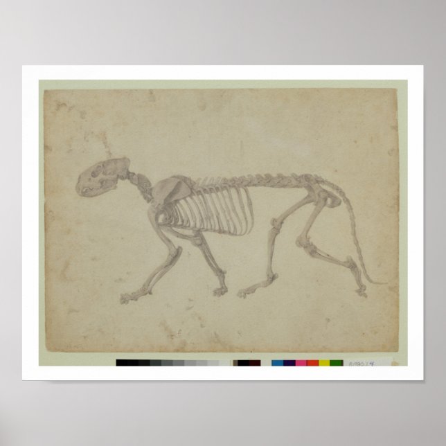Póster Visão Lateral de um Esqueleto de Tigre, estudo com (Frente)
