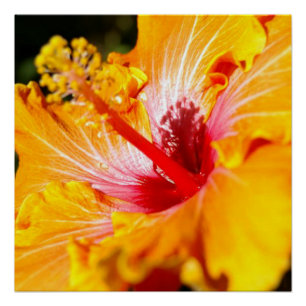 Póster Visão lateral do Flor do Hibiscus Laranja