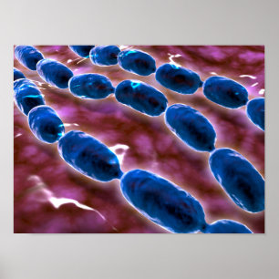 Póster Visão Microscópica Da Pneumonia Bacteriana 1