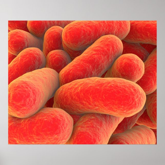 Póster Visão Microscópica Das Bactérias 4 (Frente)