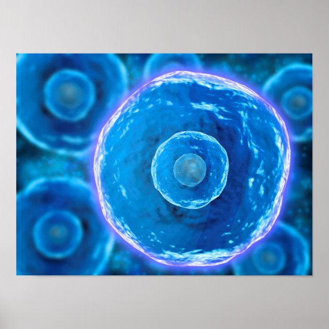 Póster Visão Microscópica Das Células B Humanas 1 (Frente)