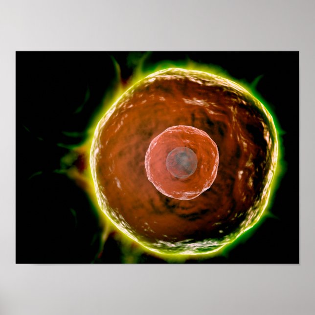 Póster Visão Microscópica Das Células B Humanas 2 (Frente)