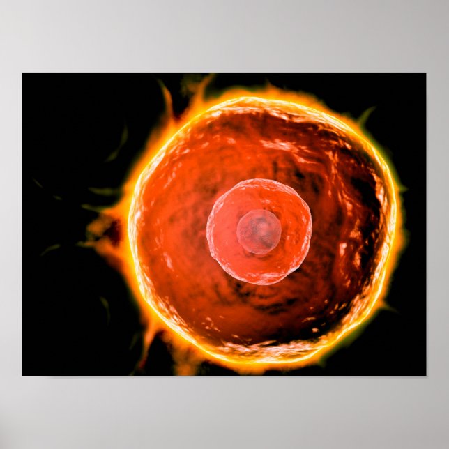 Poster Visão Microscópica Das Células B Humanas 3 (Frente)