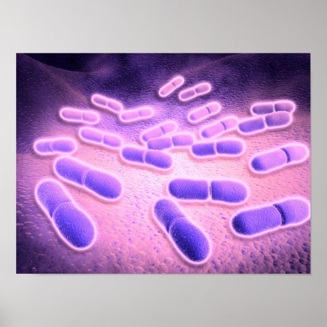 Póster Visão Microscópica De Listeria Monocytogenes 2 (Frente)