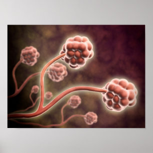 Póster Visão Microscópica De Stachybotrys Chartarum