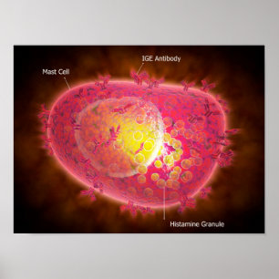 Póster Visão Microscópica De Uma Célula Mast