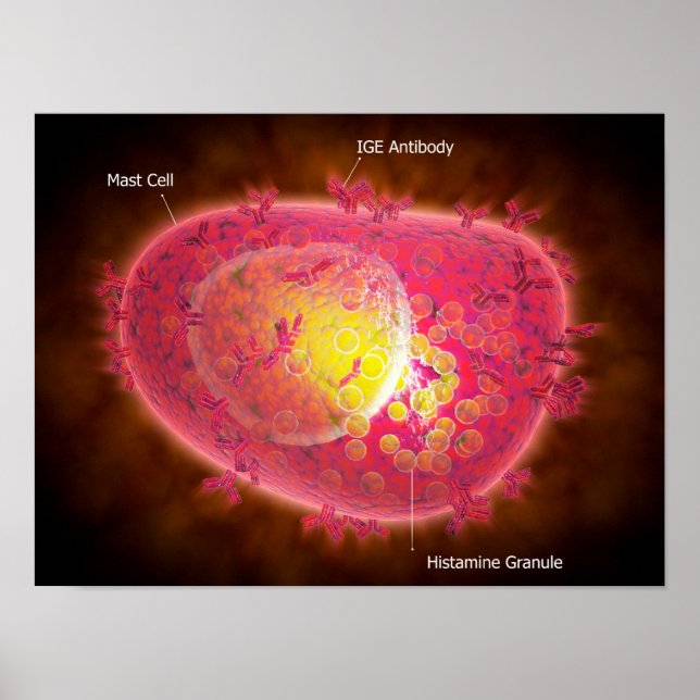 Póster Visão Microscópica De Uma Célula Mast (Frente)