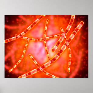 Poster Visão Microscópica Do Antraz 1