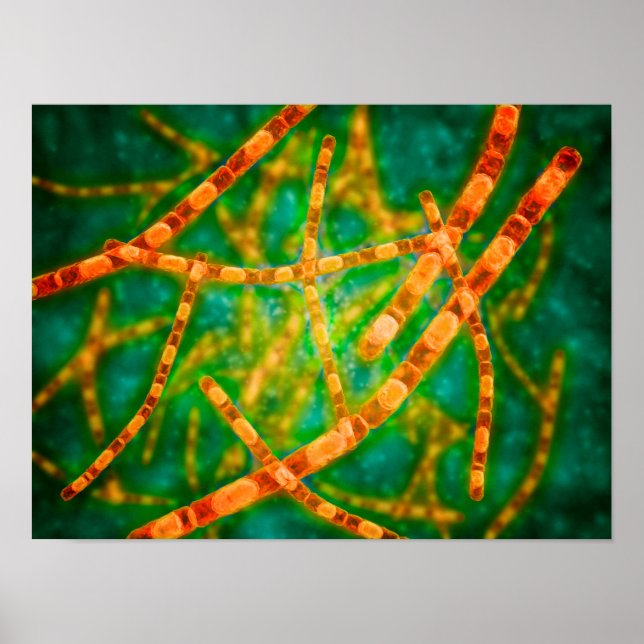 Póster Visão Microscópica Do Antraz 2 (Frente)