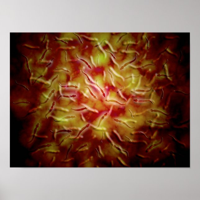 Póster Visão Microscópica Do Esperma (Frente)
