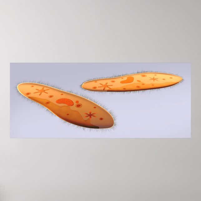 Póster Visão Microscópica Do Paramécio 4 (Frente)