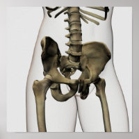 Visão Tridimensional Dos Ossos Pélvicos Humanos