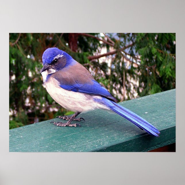 Póster Visitante de convés (Frente)