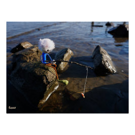 Póster Vissende Fubby op een steen.