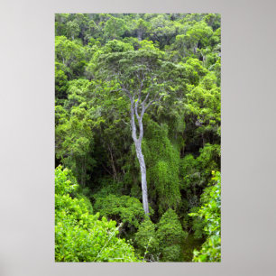 Poster Vista Aérea Da Floresta De Indígenas, Knysna-Ama
