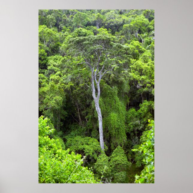Poster Vista Aérea Da Floresta Indígenas, Knysna-Amatole (Frente)