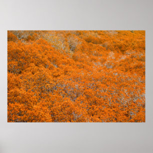 Poster Vista da floresta laranja. Fundo da folha laranja.