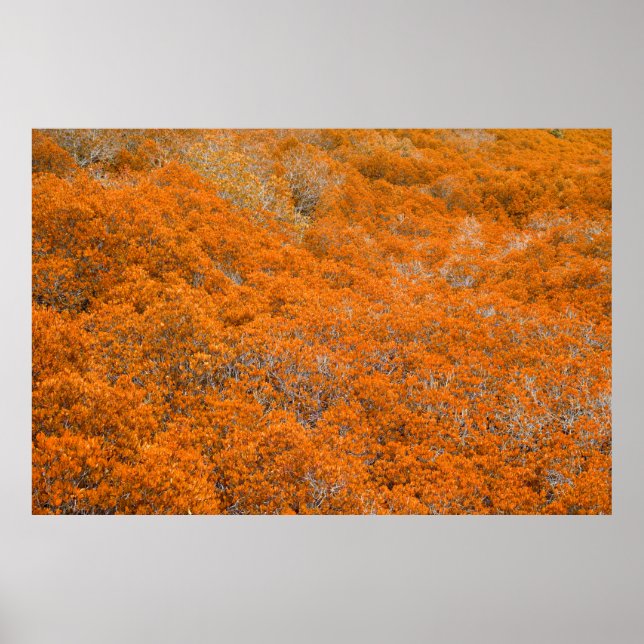 Poster Vista da floresta laranja. Fundo da folha laranja. (Frente)