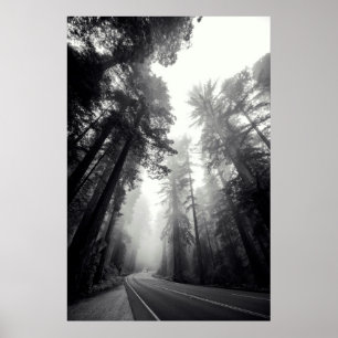 Poster Vista de árvores da sequóia na floresta