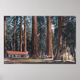 Póster Vista de árvores grandes no bosque de Mariposa