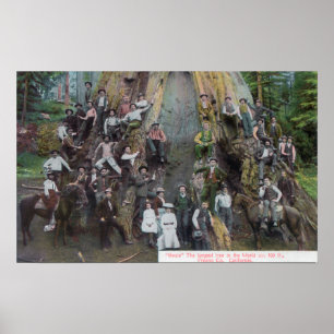 Poster Vista de Boole, a maior árvore do mundo