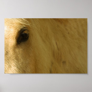 Póster Vista de Cavalo Branco