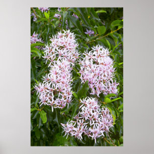 Póster Vista De Fechamento Do Cabo Chestnut