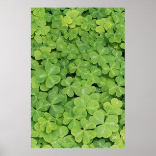 Póster Vista de Oxalis Orrel Foliage