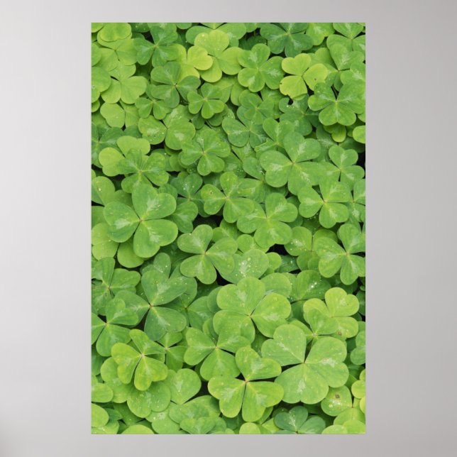 Póster Vista de Oxalis Orrel Foliage (Frente)