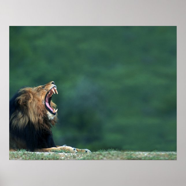 Póster Vista de um Leão (Panthera leo) abrindo a boca (Frente)