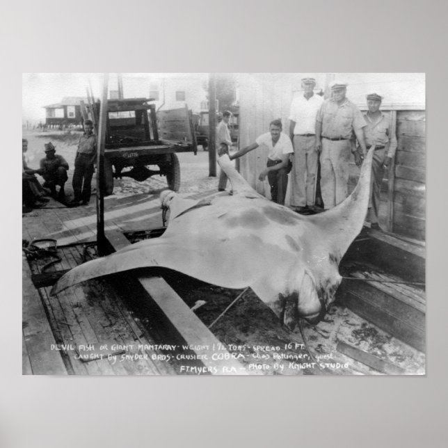 Poster Vista de uma matriz capturada (Frente)