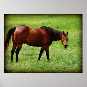 Poster Vista do cavalo de baía