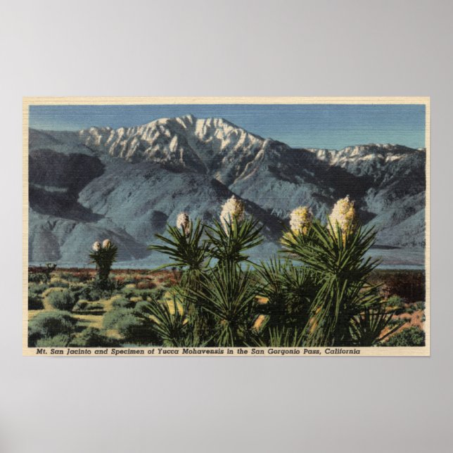 Póster Vista do Monte San Jacinto, Yucca Mohavensis (Frente)