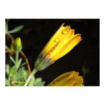 Vista em uma margarida amarela