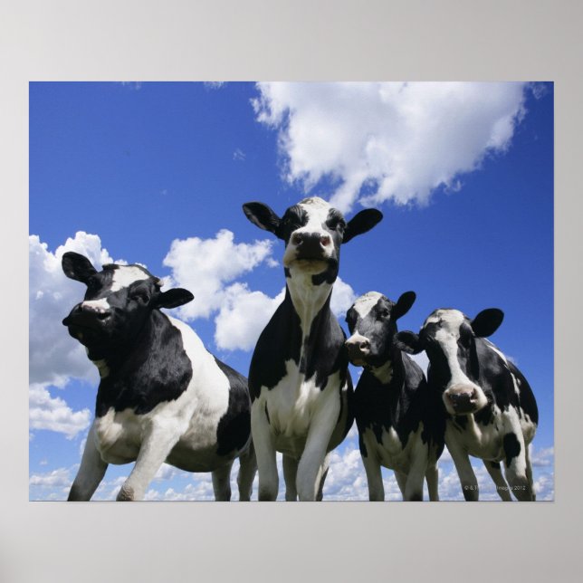 Póster Vista insetos de quatro vitelos jovens (Frente)