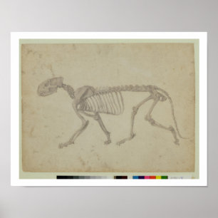 Póster Vista lateral de um esqueleto do tigre, estudo