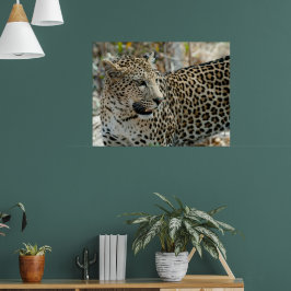 Poster Vista lateral do Leopardo
