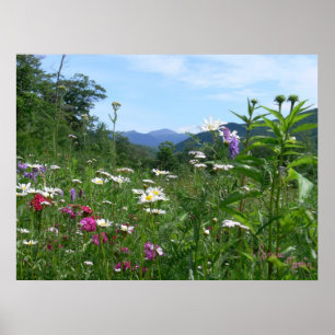 Póster Vista maravilhosa para as flores