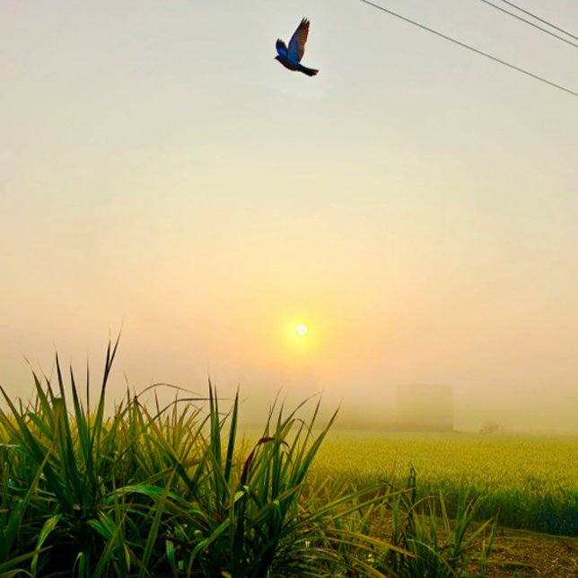 Poster vista matinal (village of punjab sunrise moment  , peaceful nature vibes)