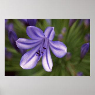 Póster Vista Microscópica